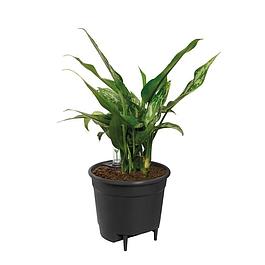 Insert Pot à fleurs noir - Diamètre 36 cm