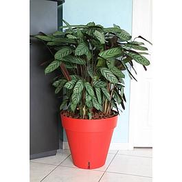 Pot de fleurs Rond - Rouge - Diamètre : 50 cm -  RIVIERA