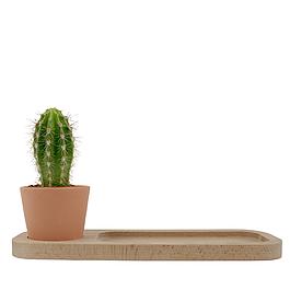 Plateau en bois & cactus naturel
