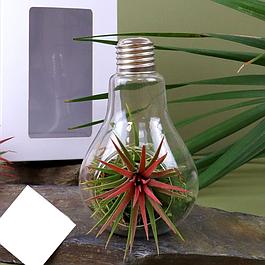 Ampoule décorative avec plante Tillandsia